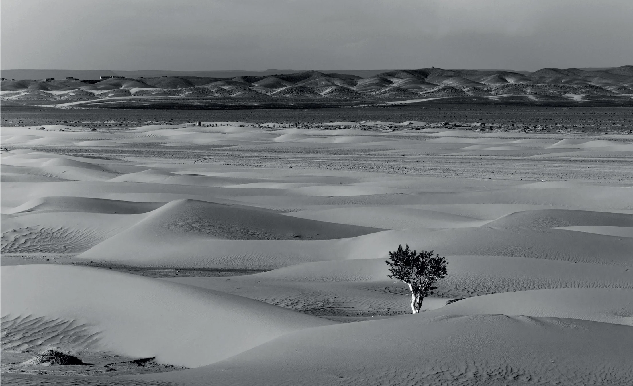 A lone tree stands amidst vast, undulating sand dunes under a clear sky, with distant hills on the horizon in grayscale.