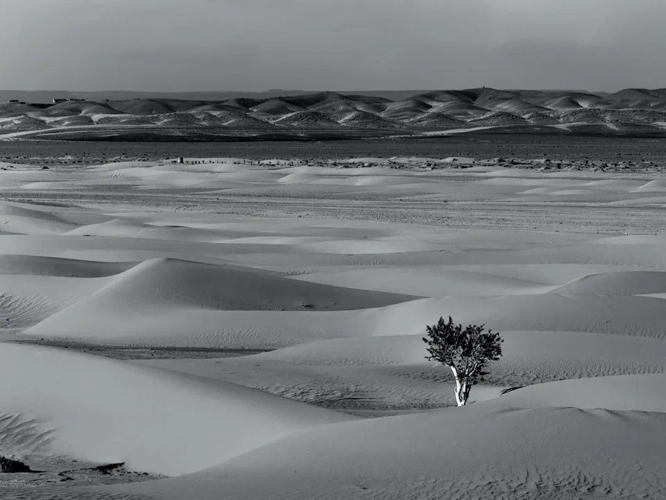 A lone tree stands amidst vast, undulating sand dunes under a clear sky, with distant hills on the horizon in grayscale.