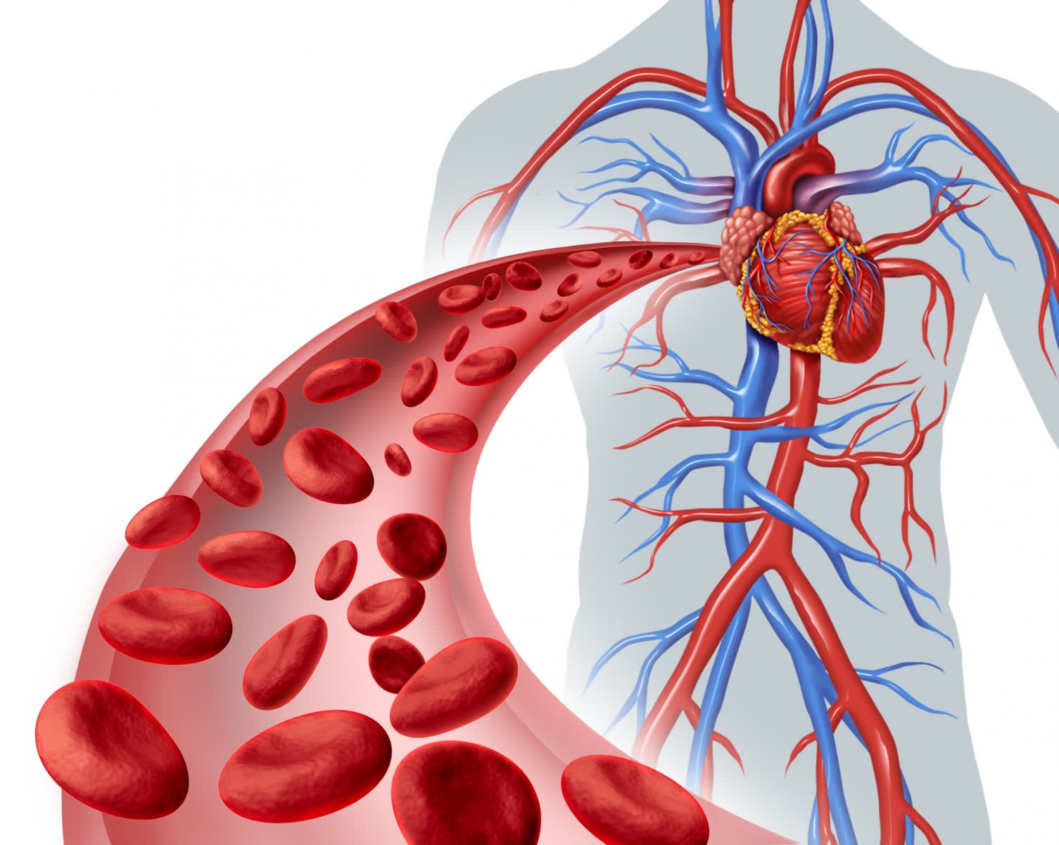 The image shows the structure of the heart and its associated blood vessels, as well as a healthy blood vessel in which red blood cells transport oxygen to the heart.