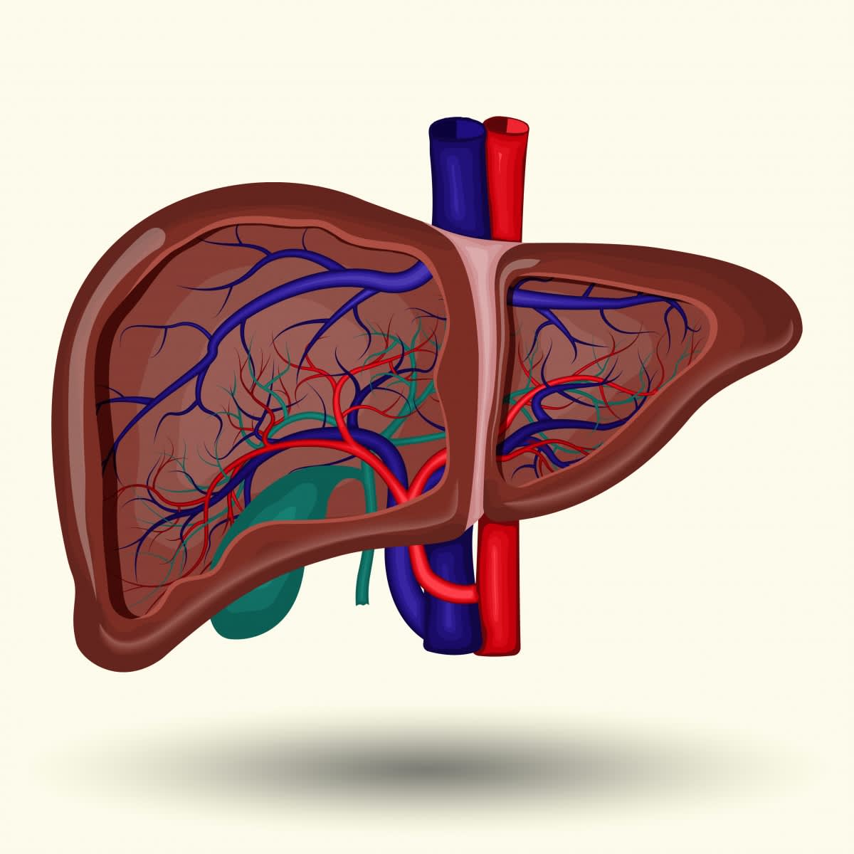 The image shows the normal structure of the liver.