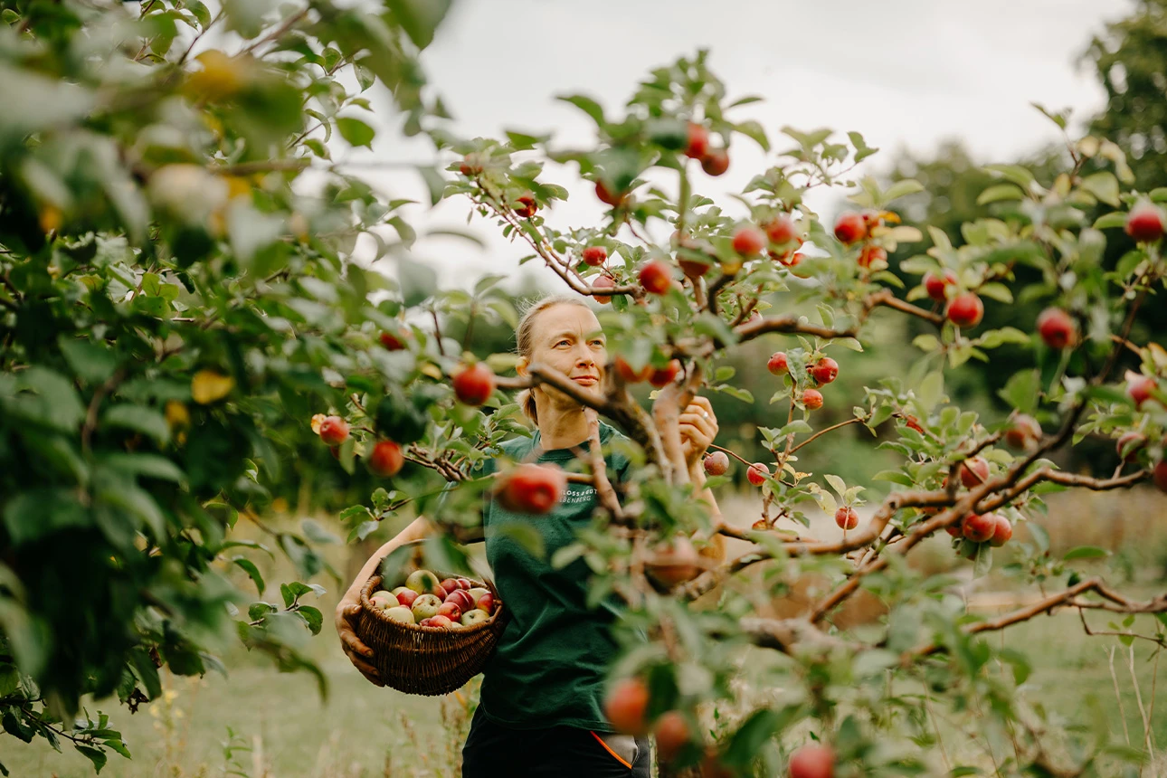 Eine Frau hält einen Apfelkorb in den Händen und pflückt Äpfel von einem Baum