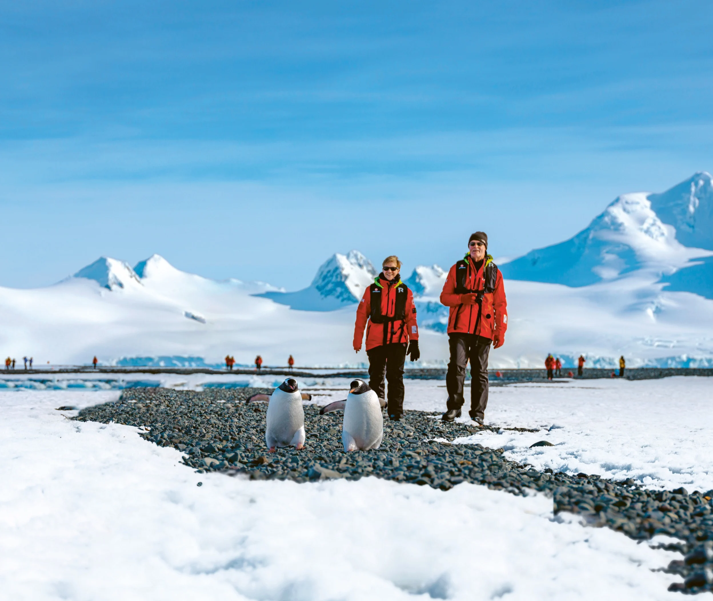 Penguins and MS Roald Amundsen, Antarctica. Credit: Dan Avila.