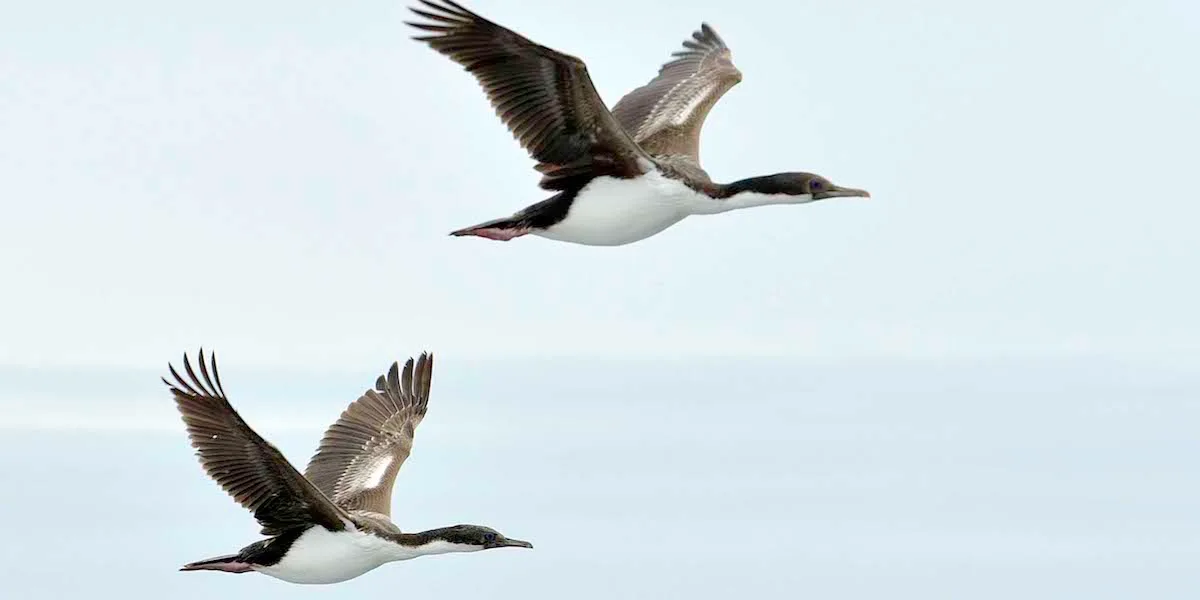 fugler-new-island-falklandsoya-marsel-van-oosten_1200x600.jpg fugler-new-island-falklandsoya-marsel-van-oosten_1200x600.jpg