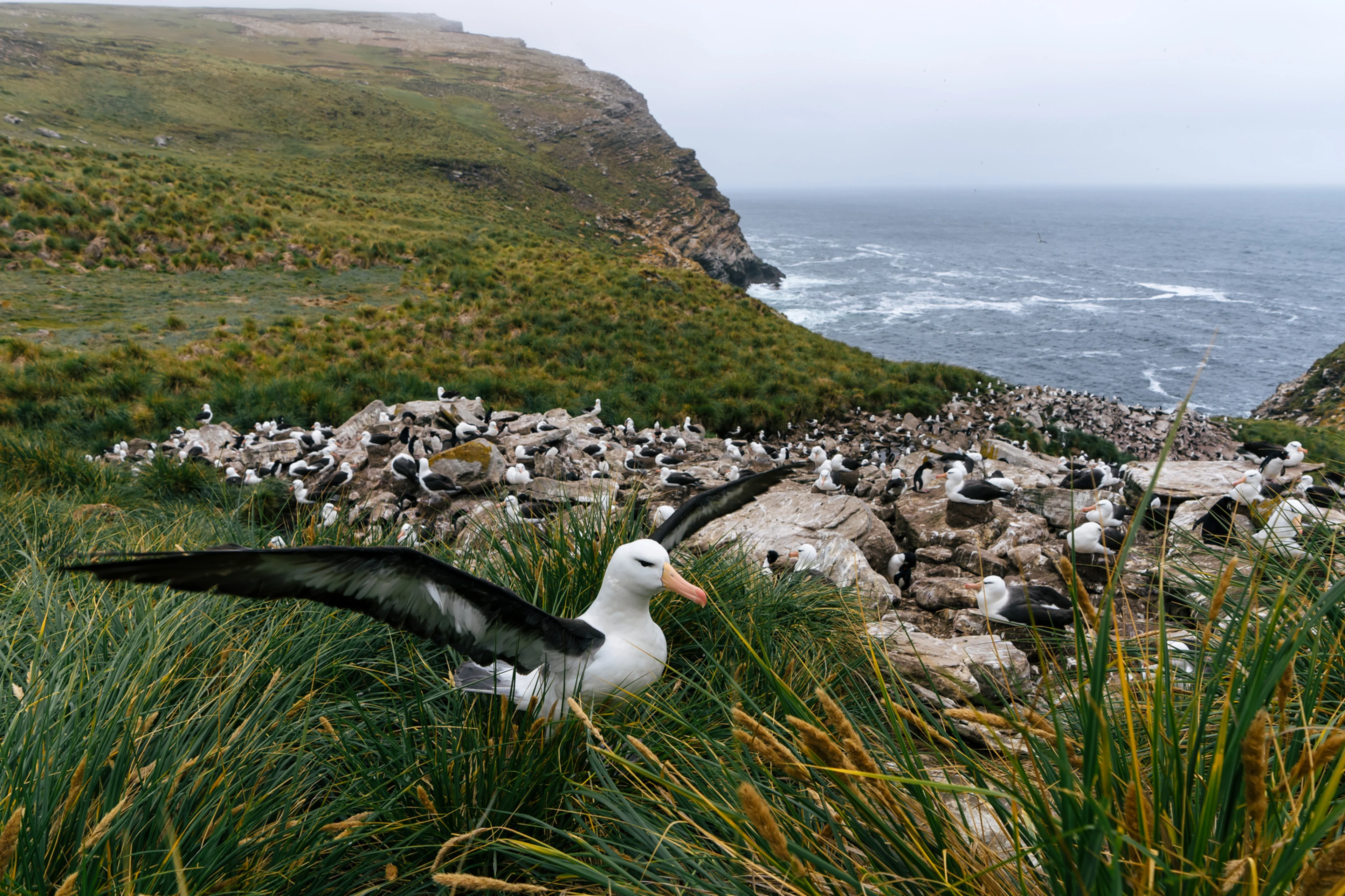 Falkland Islands West Point Black Browed Albatross HX 46153 Photo Kay Fochtmann