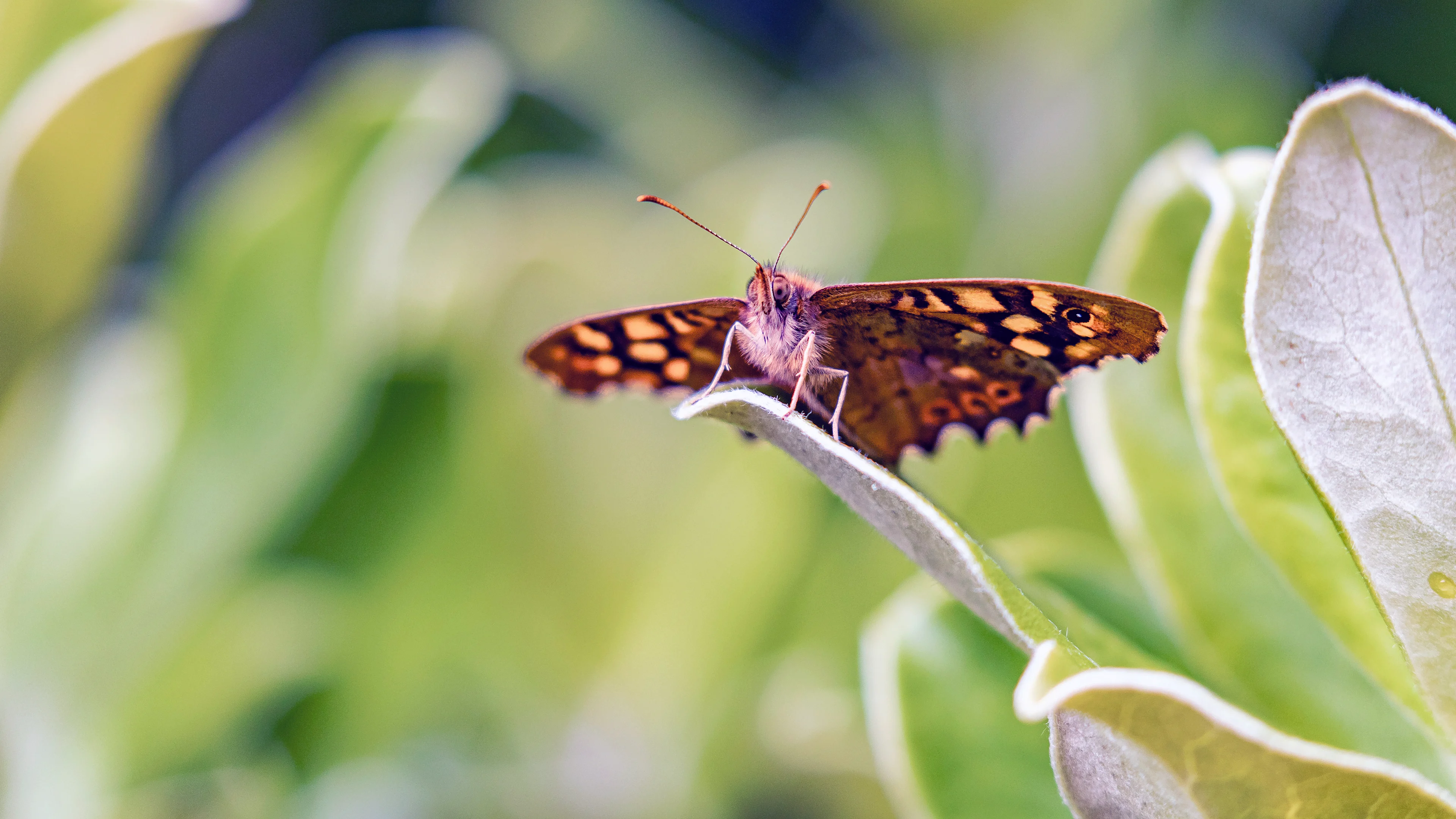 Butterfly on the Isles of Scilly, England. Credit: Ted Gatlin