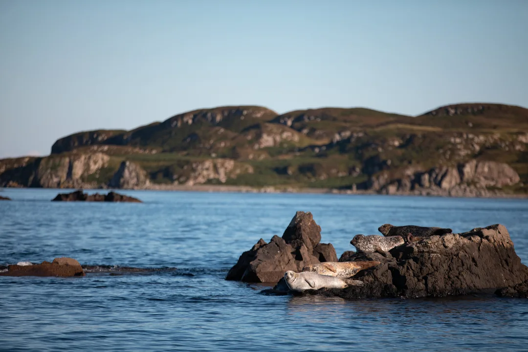 Seals seen at the beautiful coast of Islay, Scotland. Seals seen at the beautiful coast of Islay, Scotland.