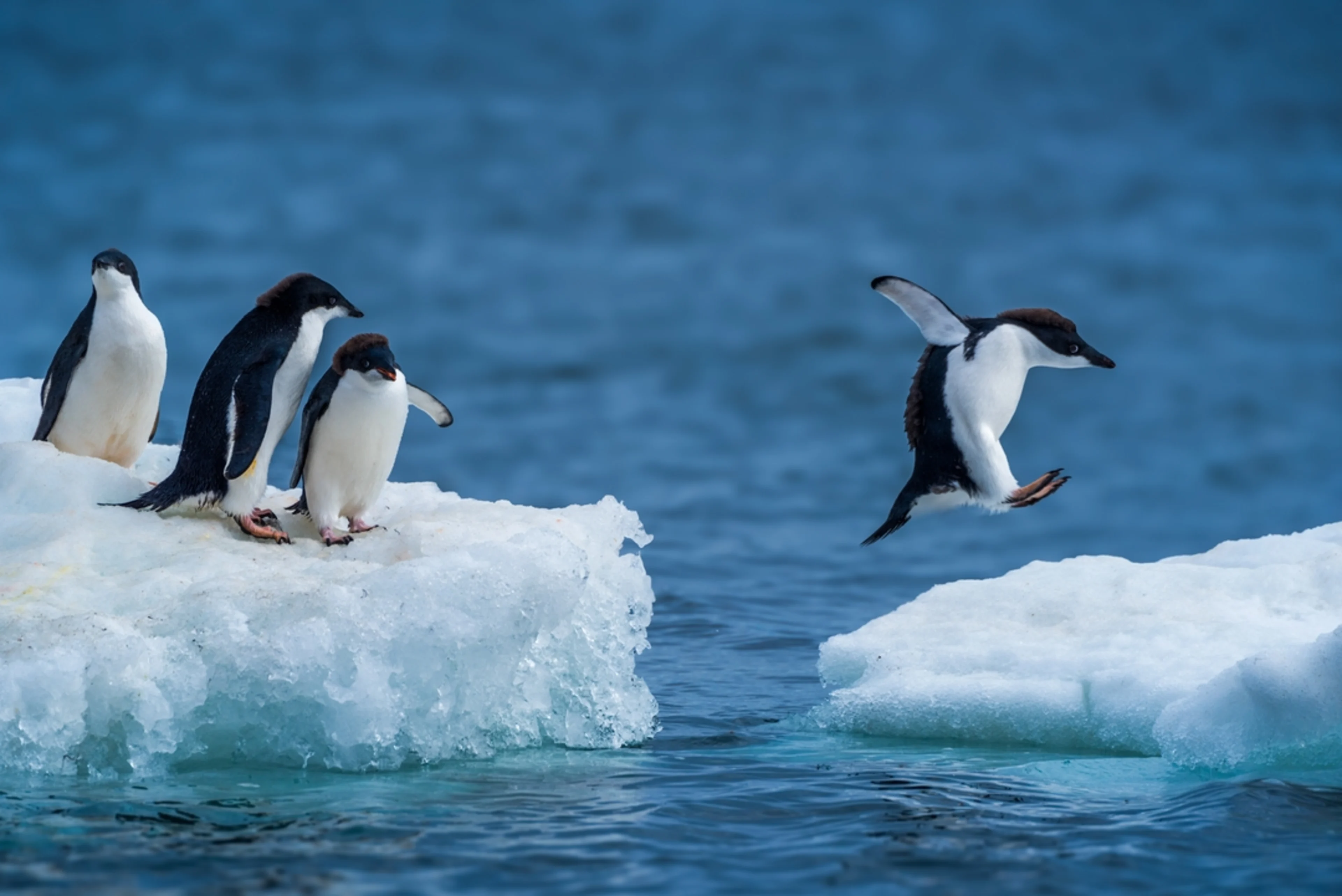Antarctica AdeliePenguins Shutterstock 2446202807