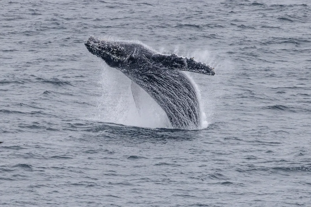 20250803 013 Alaska Humpback Whale Breaching Oscar Farrera 20250803 013 Alaska Humpback Whale Breaching Oscar Farrera