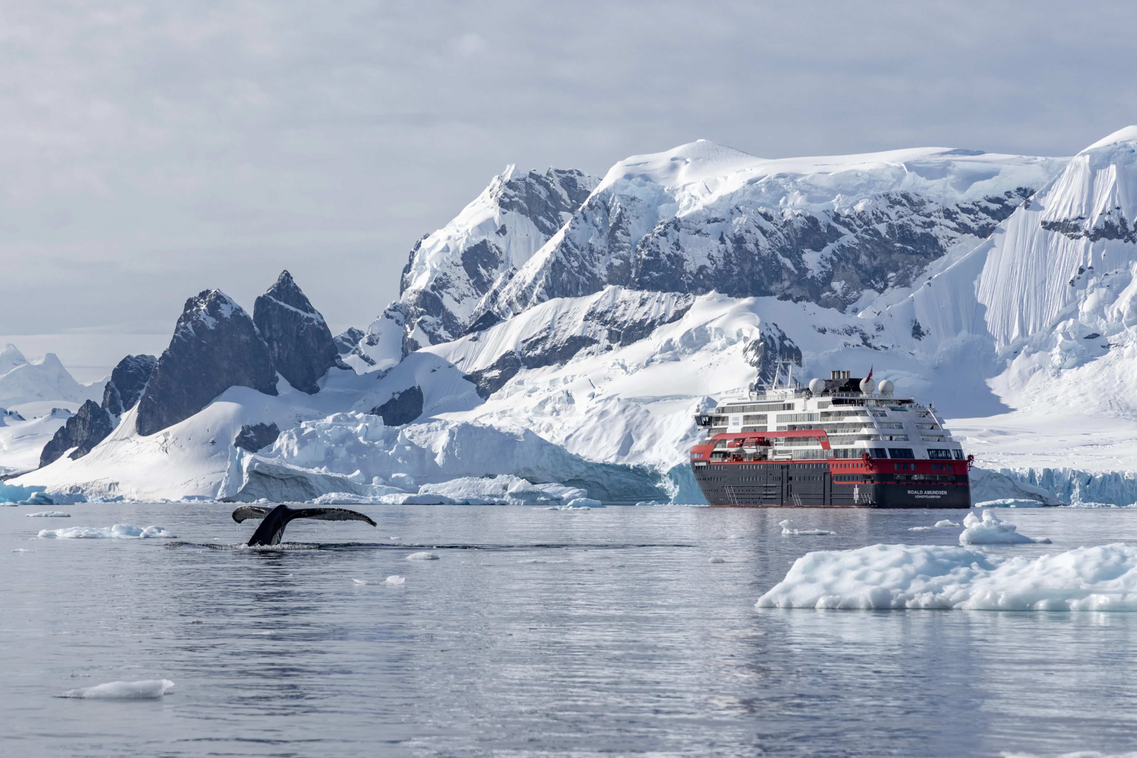 Antarctica Danco Island MS Roald Amundsen HX 45945 Photo Ted Gatlin