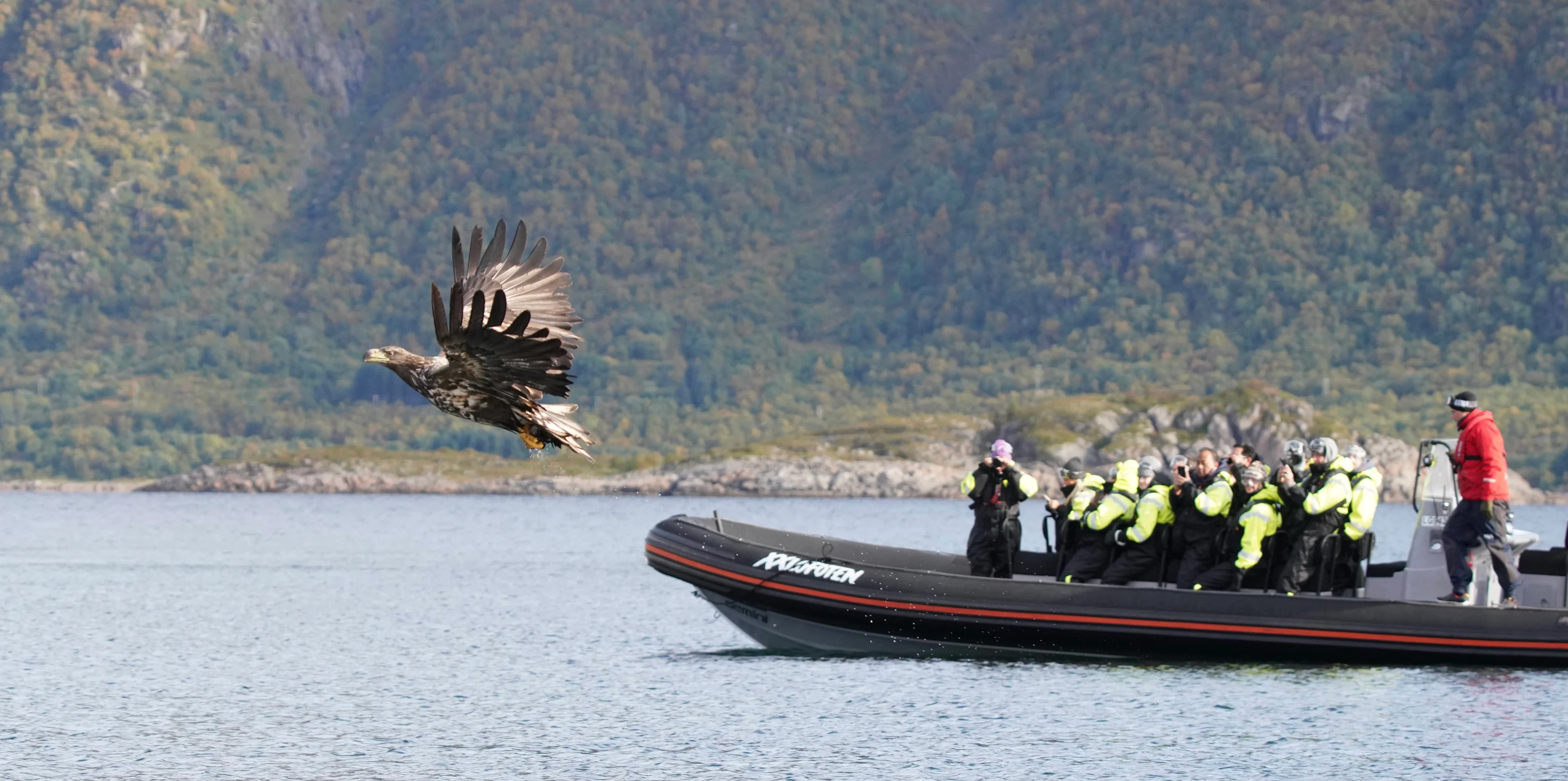 Sea_Eagle_Safari__Credit_XX_Lofoten.jpeg Sea_Eagle_Safari__Credit_XX_Lofoten.jpeg