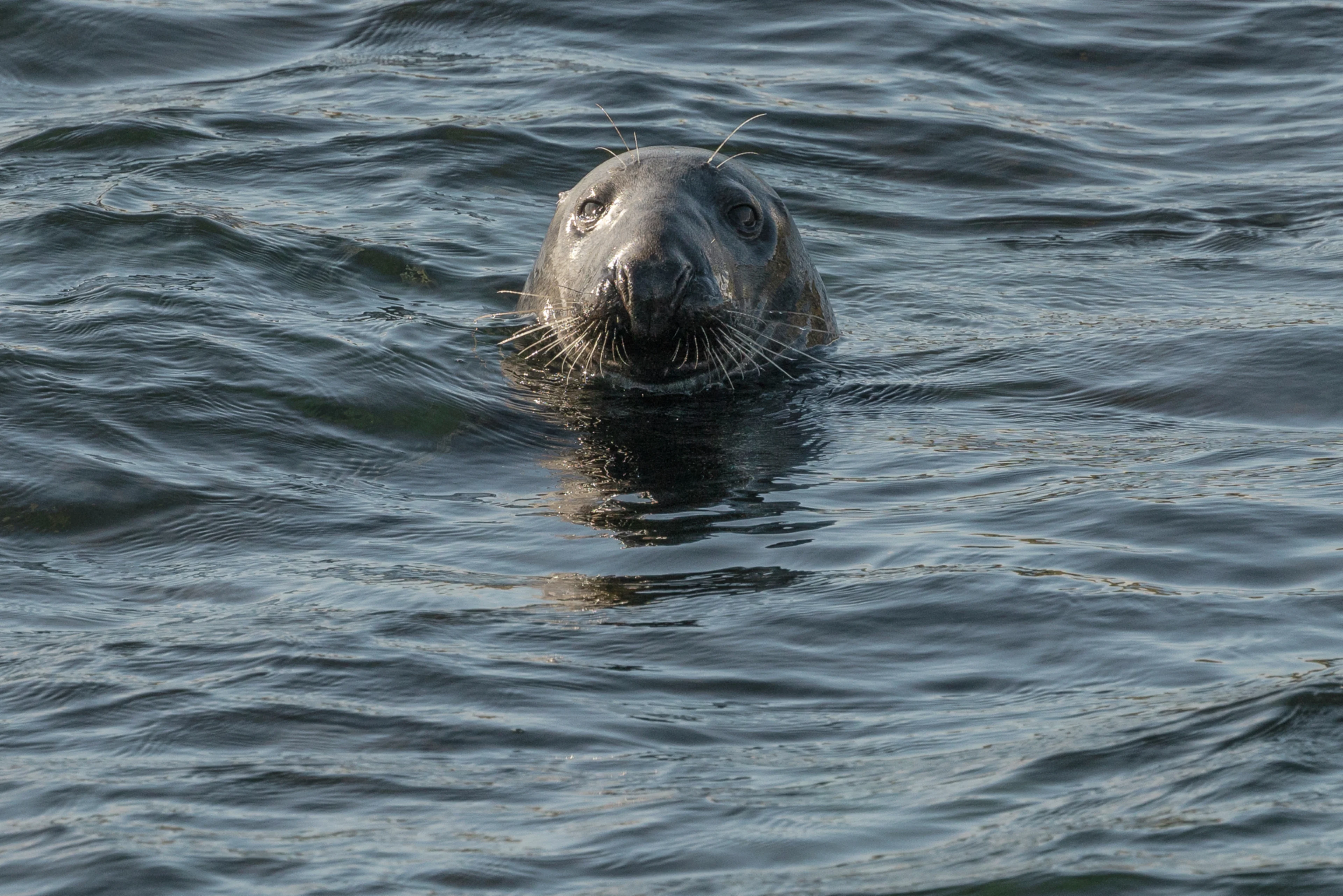 Seal, Lerwick, Scotland - Photo Credit: Chelsea Claus