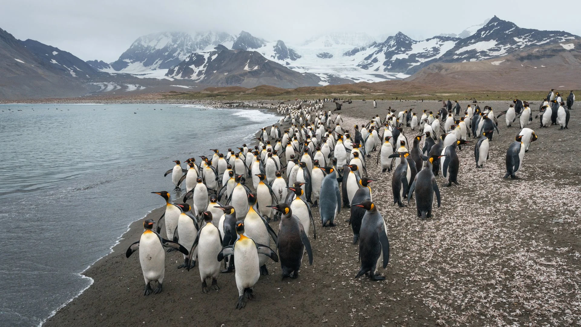 South_Georgia_St_Andrews_Bay_HX_45360_Photo_Yuri_Choufour