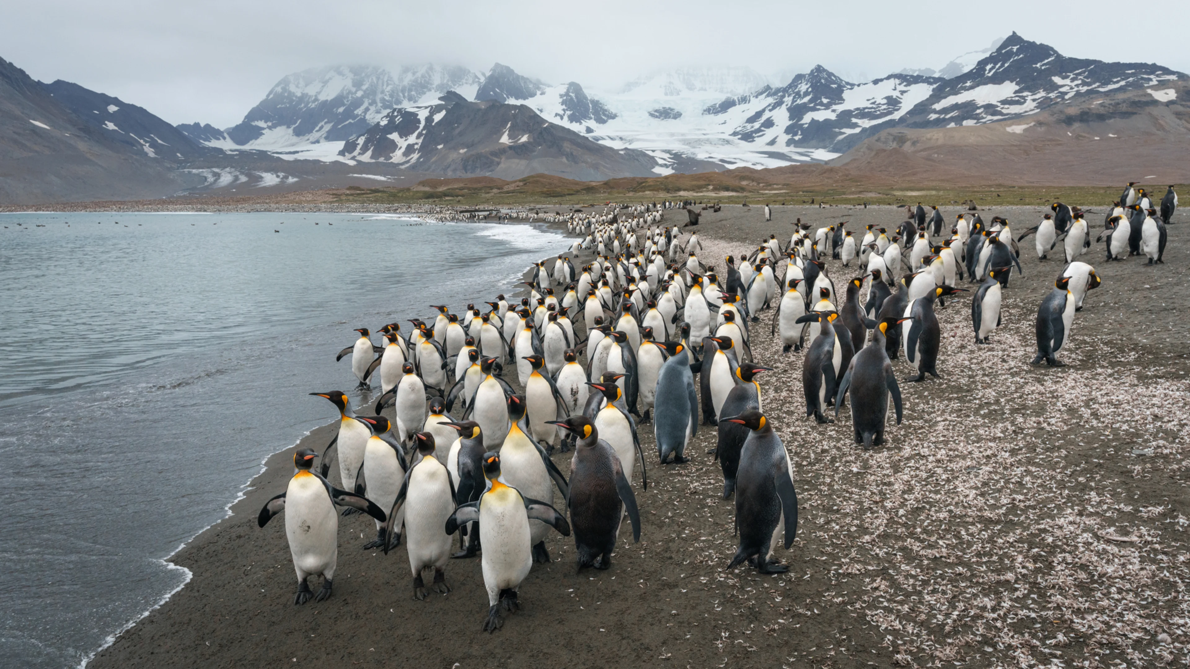 South Georgia St Andrews Bay HX 45360 Photo Yuri Choufour