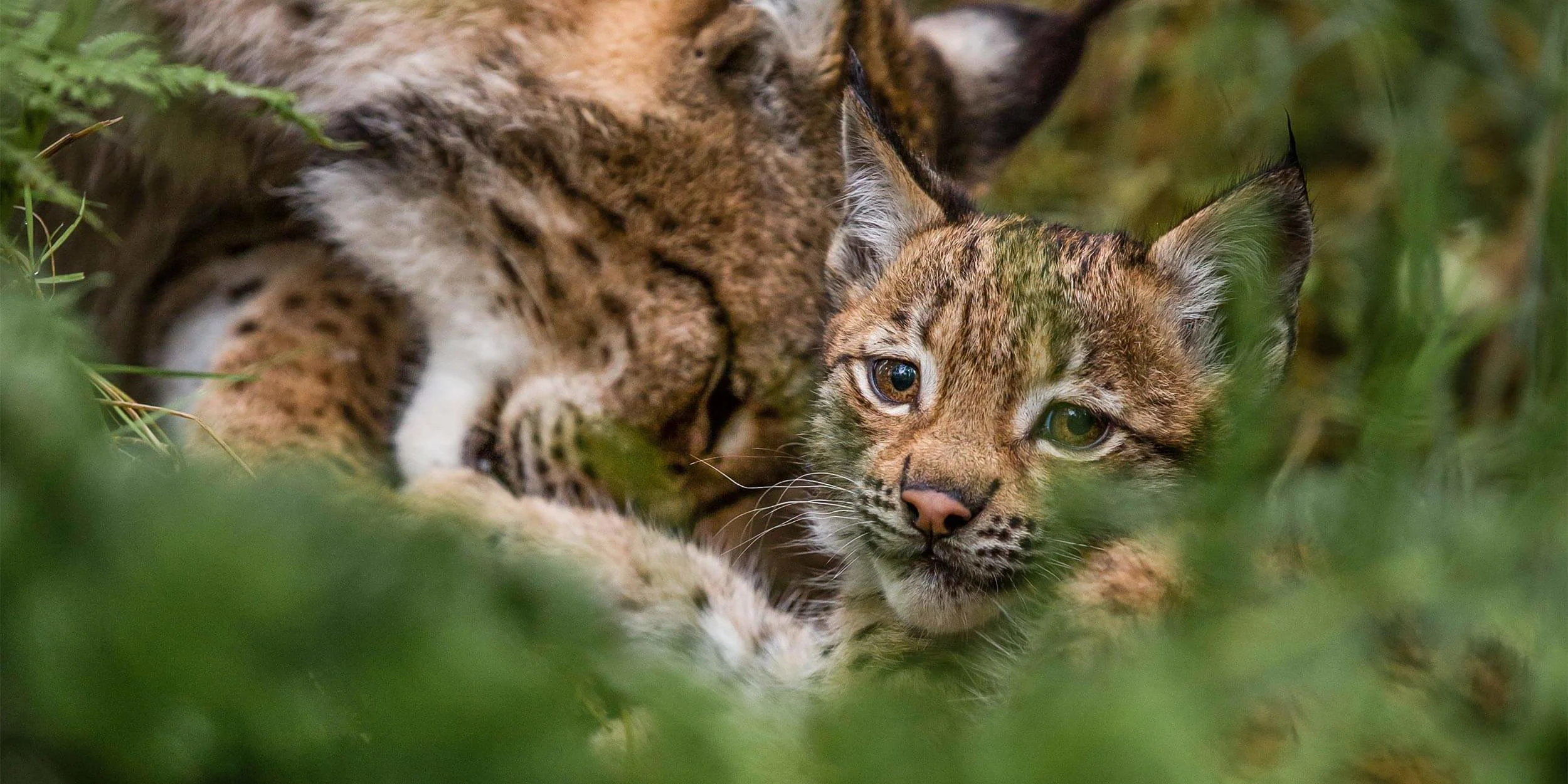 001_te_polarpark-8255_2_thomas-eckhoff-polar-park.jpg 001_te_polarpark-8255_2_thomas-eckhoff-polar-park.jpg