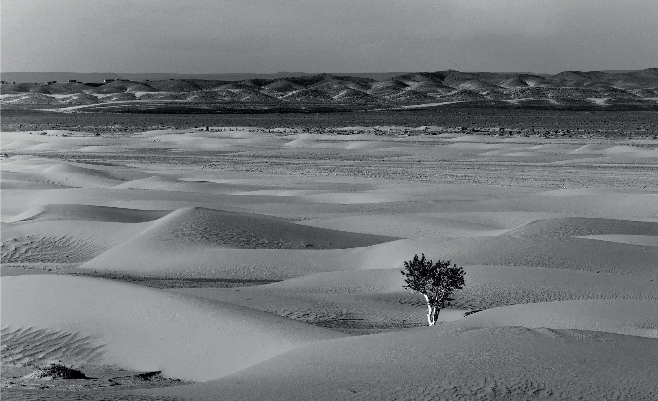 A lone tree stands amidst vast, undulating sand dunes under a clear sky, with distant hills on the horizon in grayscale.