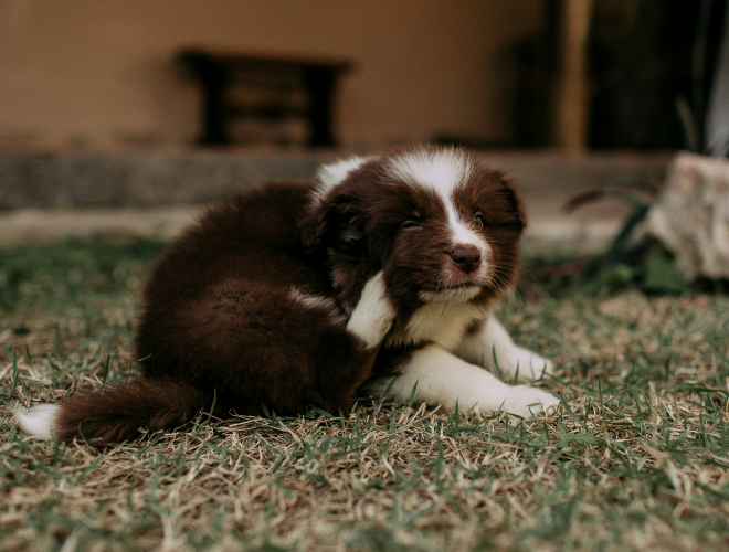 Behandling mod lopper hos hund – trin for trin