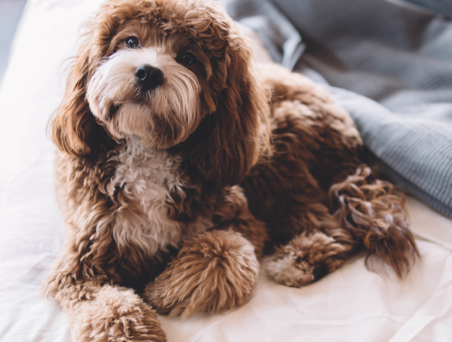 Sådan undgår du lopper hos din hund