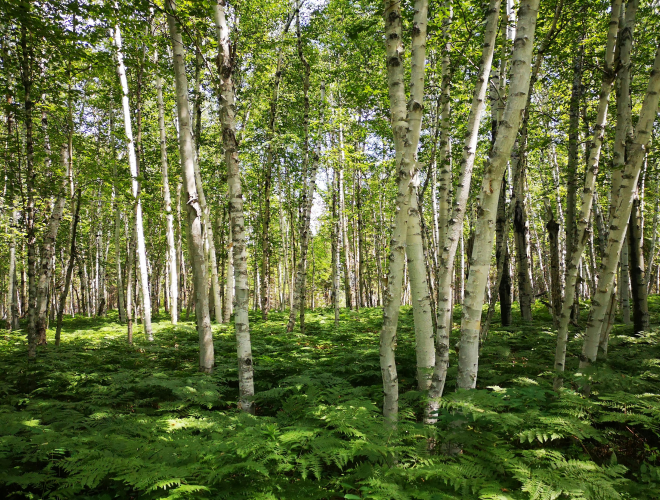 App - Krydsallergi.png