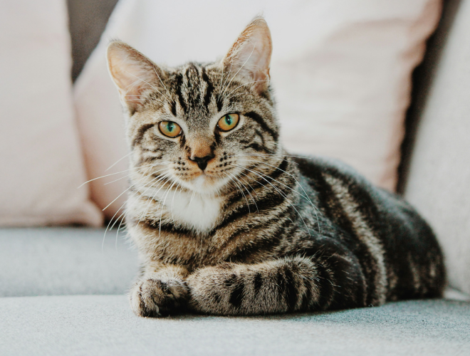 Opdag lopper på din kat – tegn, symptomer og tjekliste