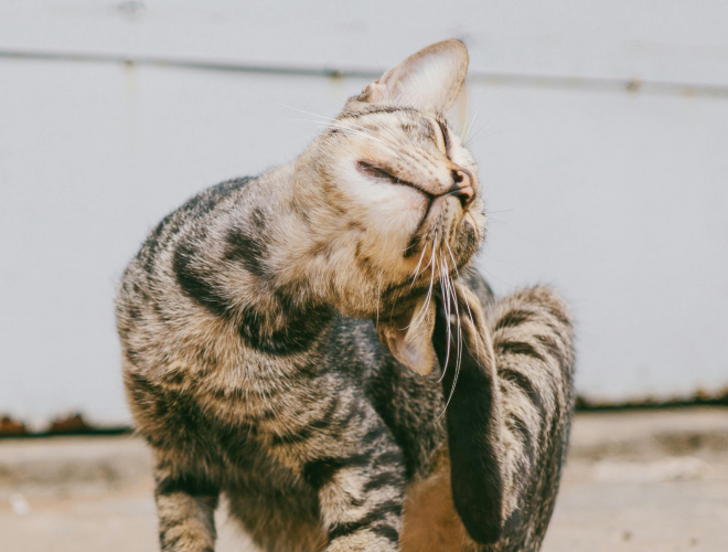 Slip af med lopper på din kat – trin-for-trin guide