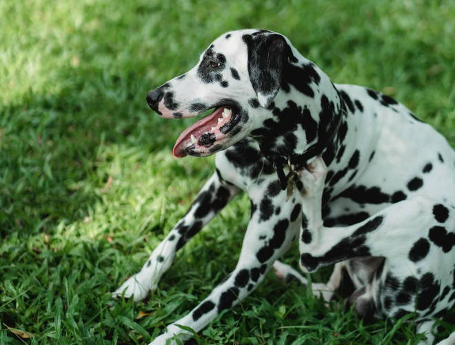 Sådan opdager du lopper på din hund