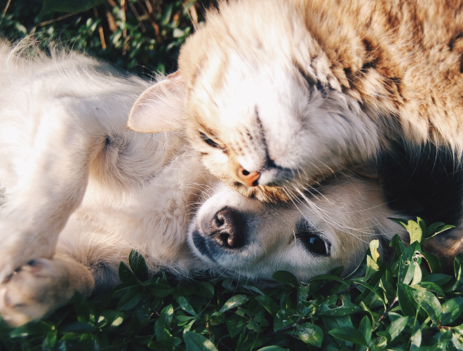 Flåter hos hund og kat – sådan fjerner og forebygger du flåtbid effektivt