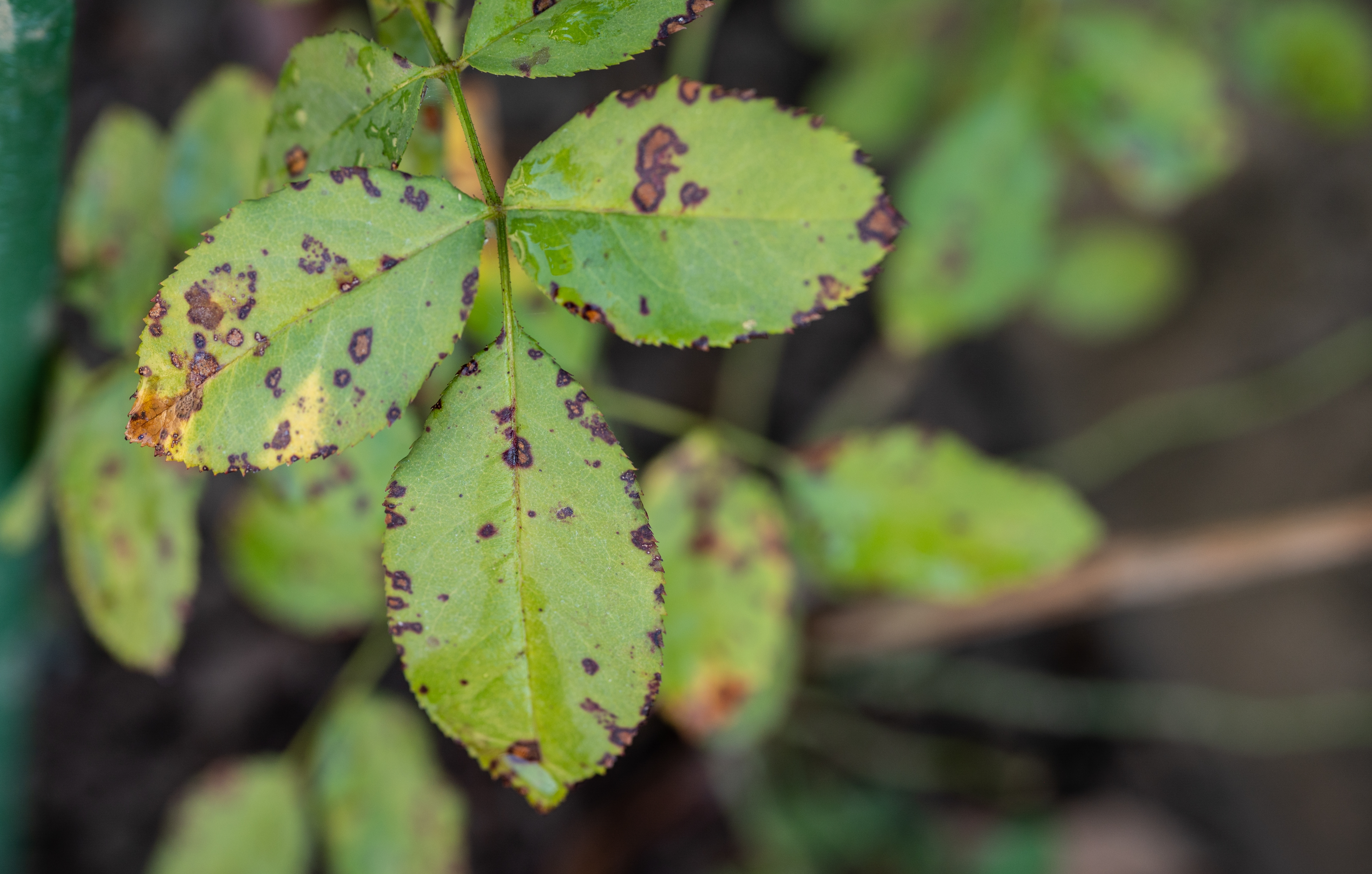 How to Fix Brown Spots on Leaves Fast