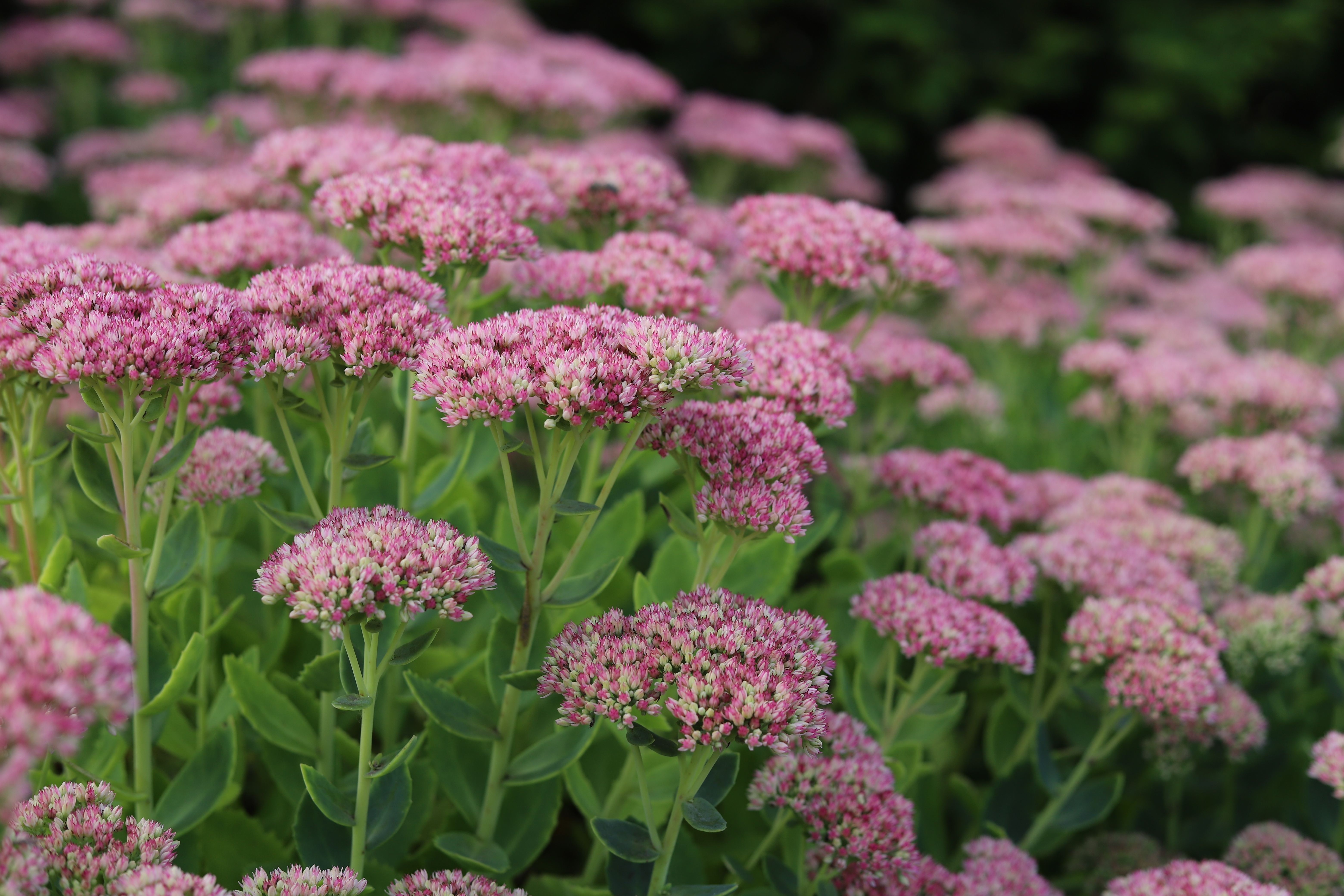 Best All Year Round Plants for Your Garden