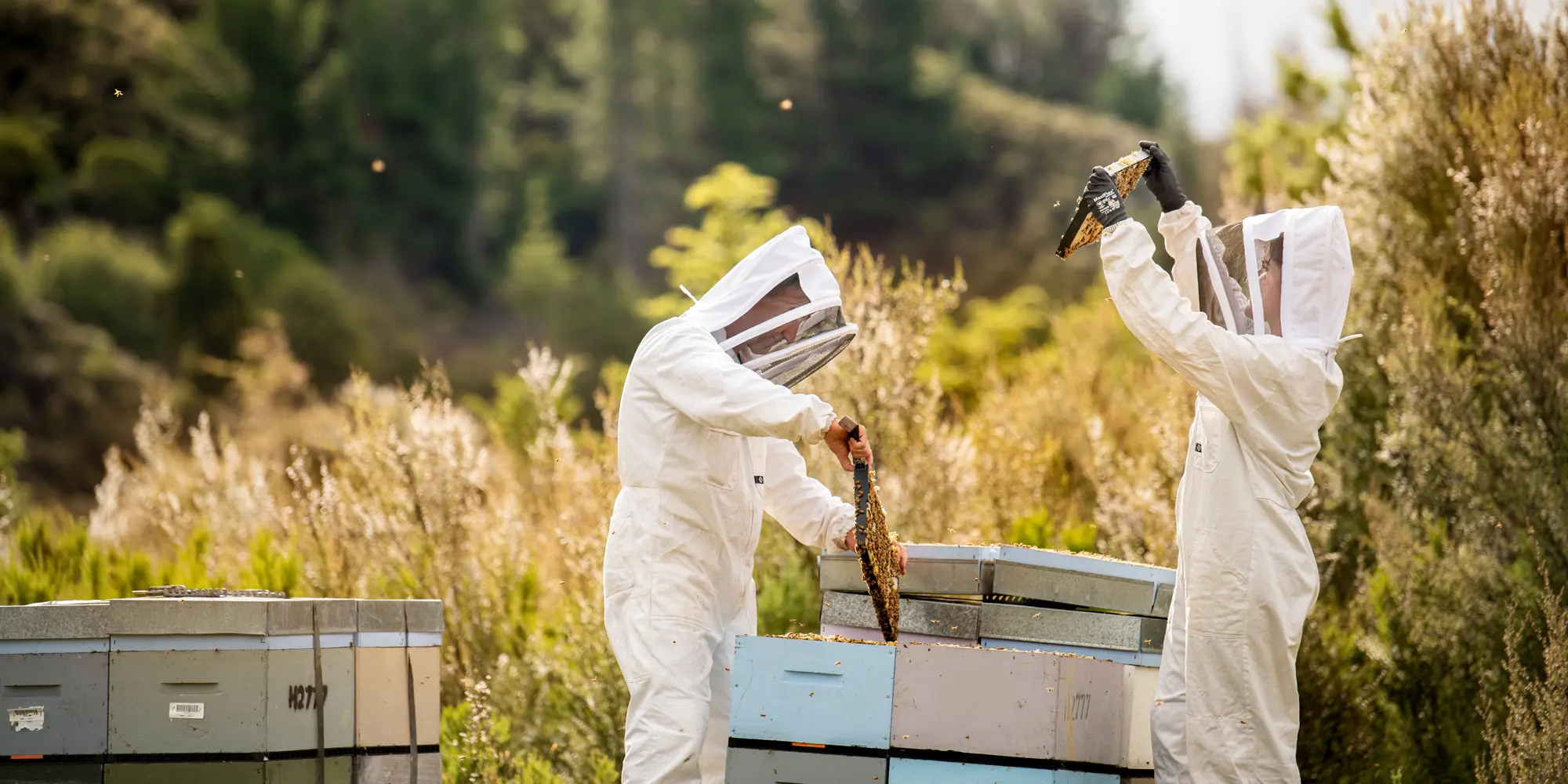 Hive Shots day 1-Sony 0195 2