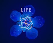 Life Collection Thanks To The Honey Bee And M nuka Tree