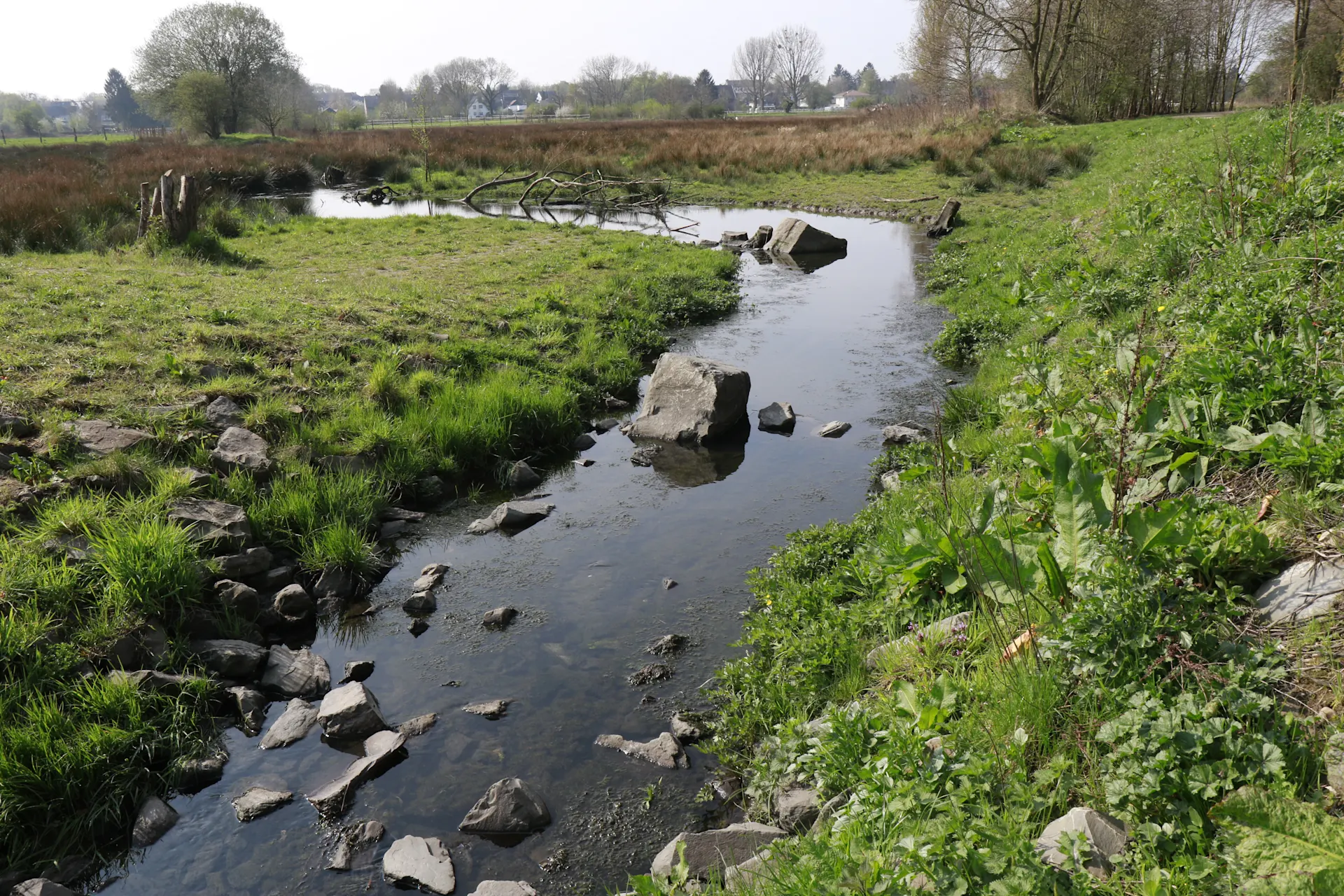 Ein flacher, felsiger Bach schlängelt sich durch eine grüne Landschaft. Die Ufer sind von Gras und verschiedenen Pflanzen bewachsen. Im Hintergrund sind Felder, Bäume und einige entfernte Häuser unter einem klaren Himmel zu sehen. 
BU: Grünflächen in der Stadt schaffen wichtige Biotope, die Lebensraum für Pflanzen und Tiere bieten und gleichzeitig das Stadtklima verbessern.