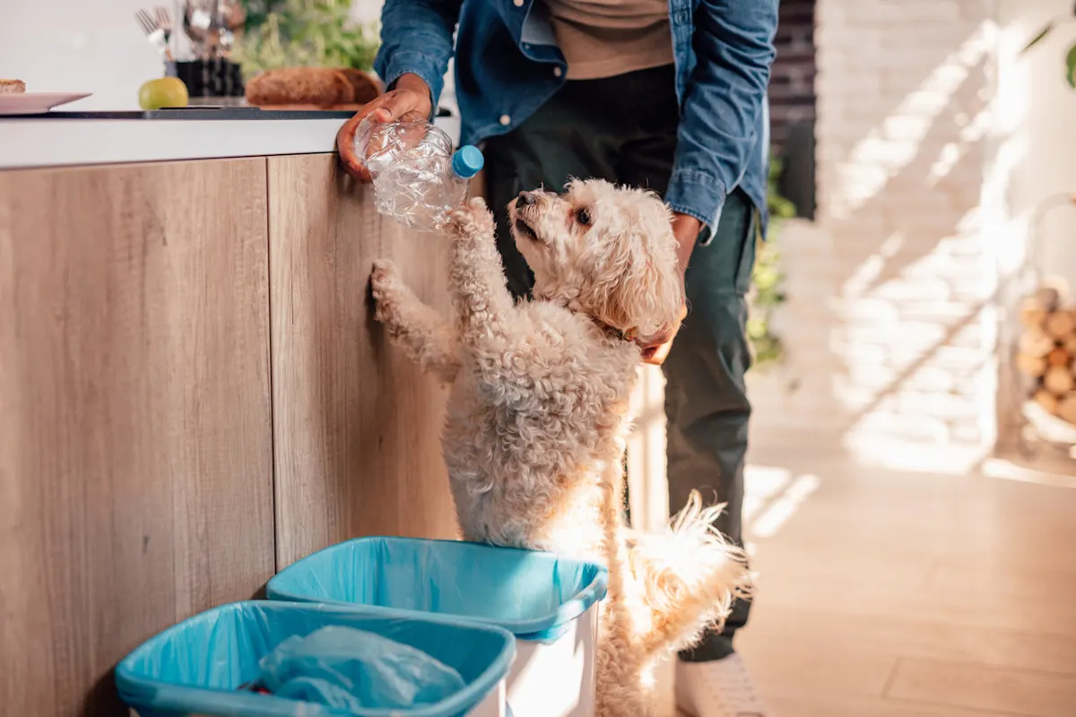 Ein Hund macht neben Mülleimern in der Küche Menschchen und möchte mit der Flasche spielen.