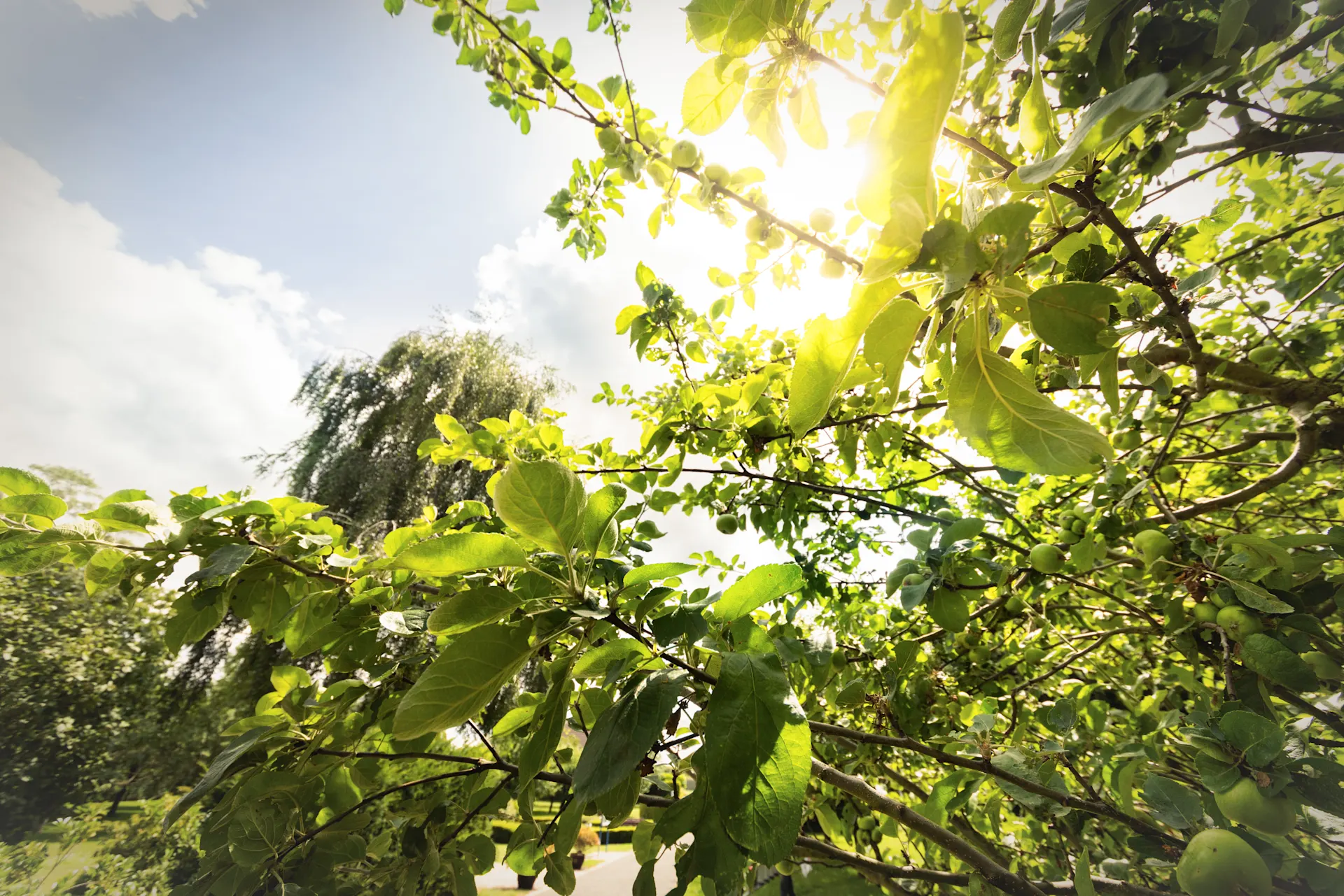 Sonnenlicht fällt durch die grünen Blätter und Äste eines Obstbaums mit kleinen grünen Früchten. Im Hintergrund sind weitere Bäume und blauer Himmel mit einzelnen Wolken zu sehen. 