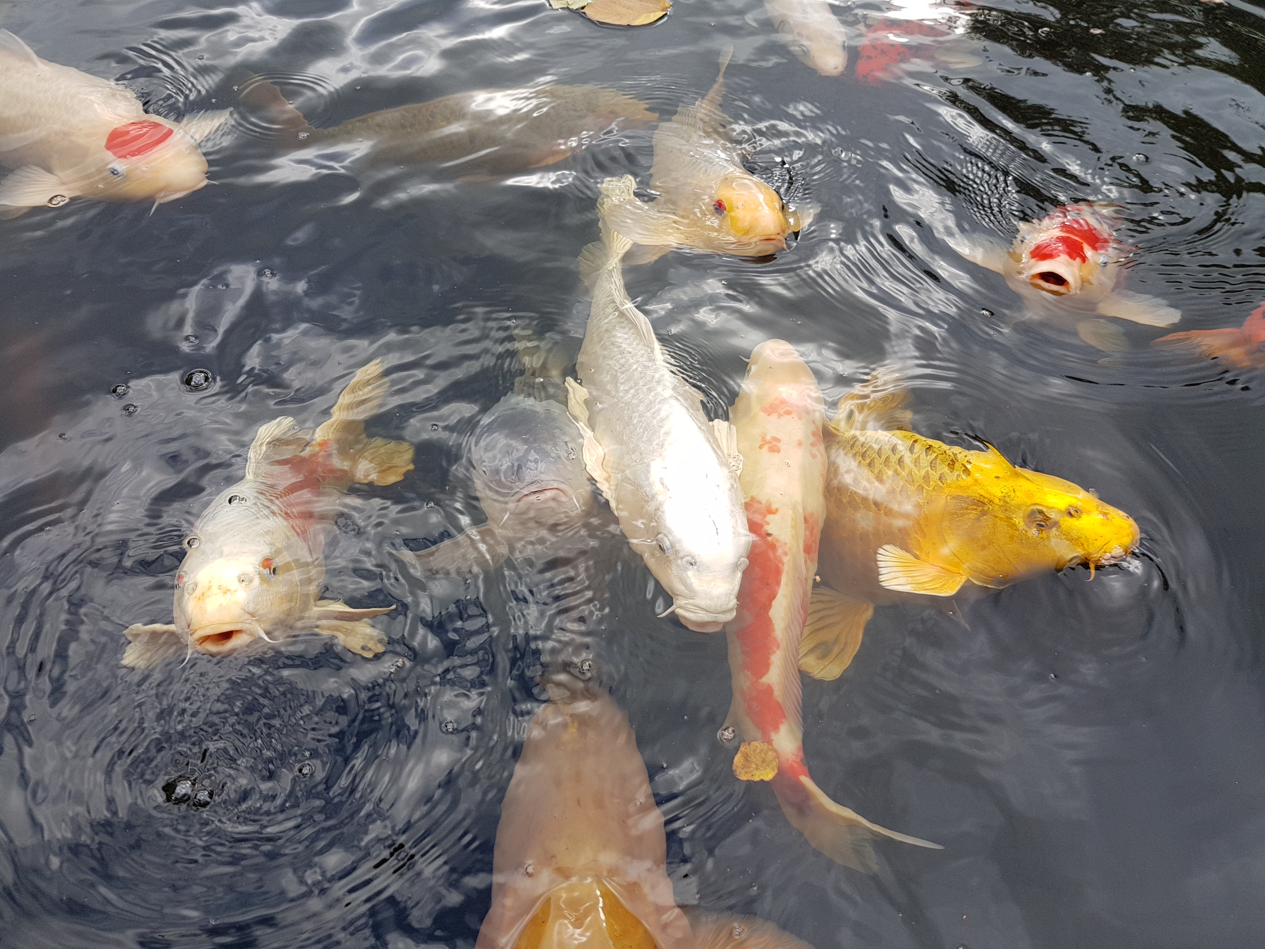 Koi & ornamental pond projects - AquaForte
