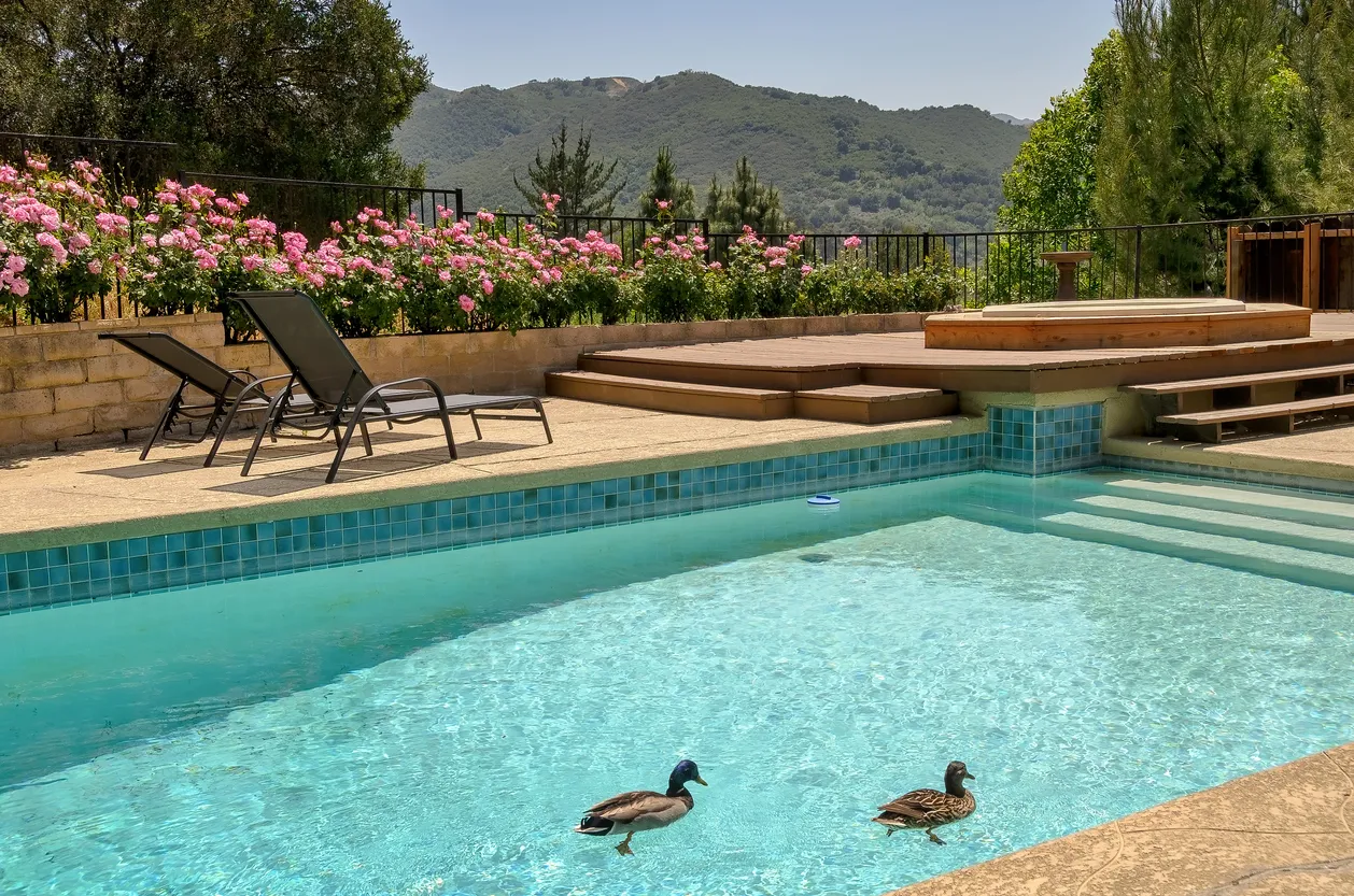 11 Ways To Keep Animals And Critters Out Of Your Pool