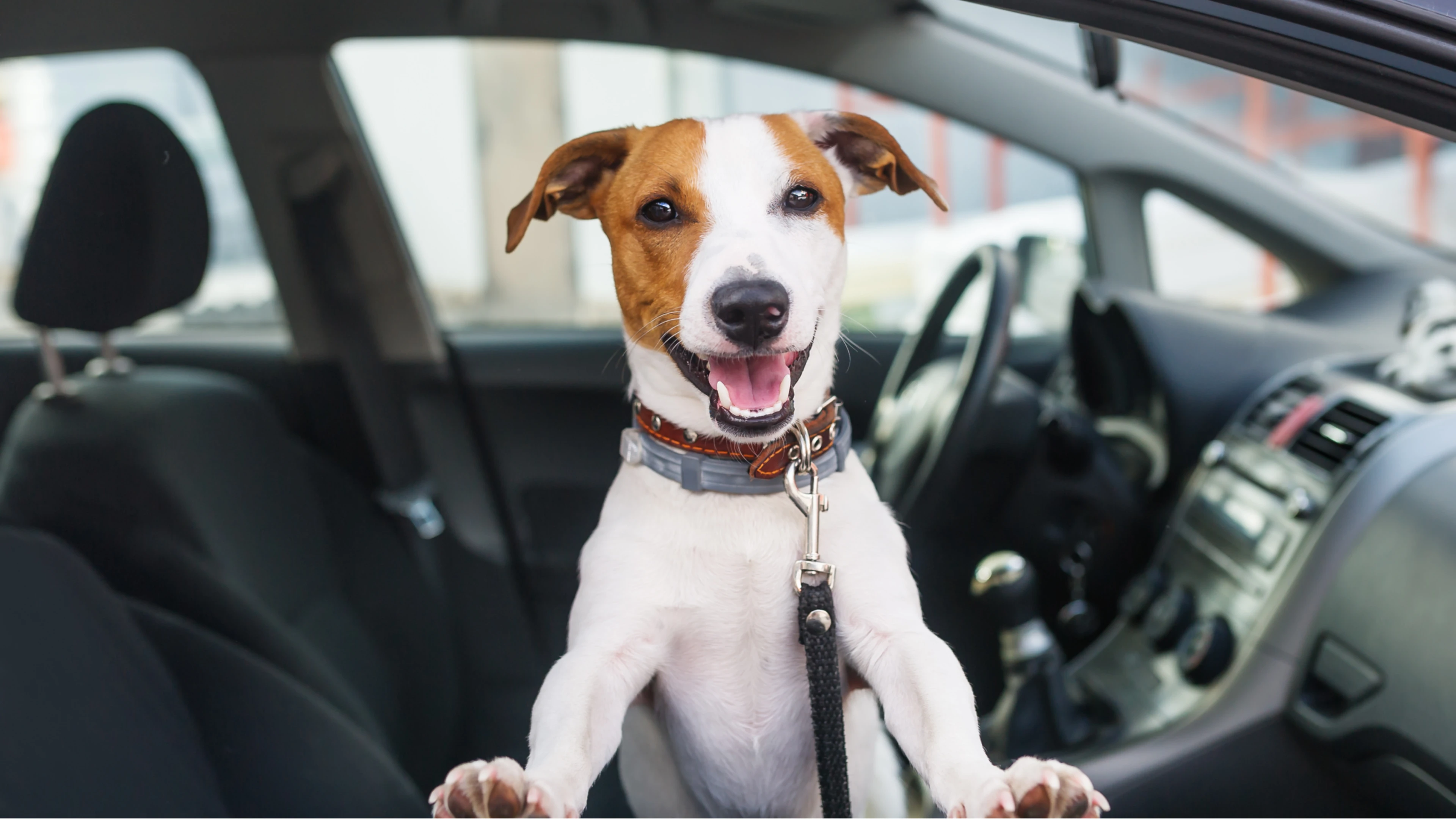 Hund schaut aus einem Auto