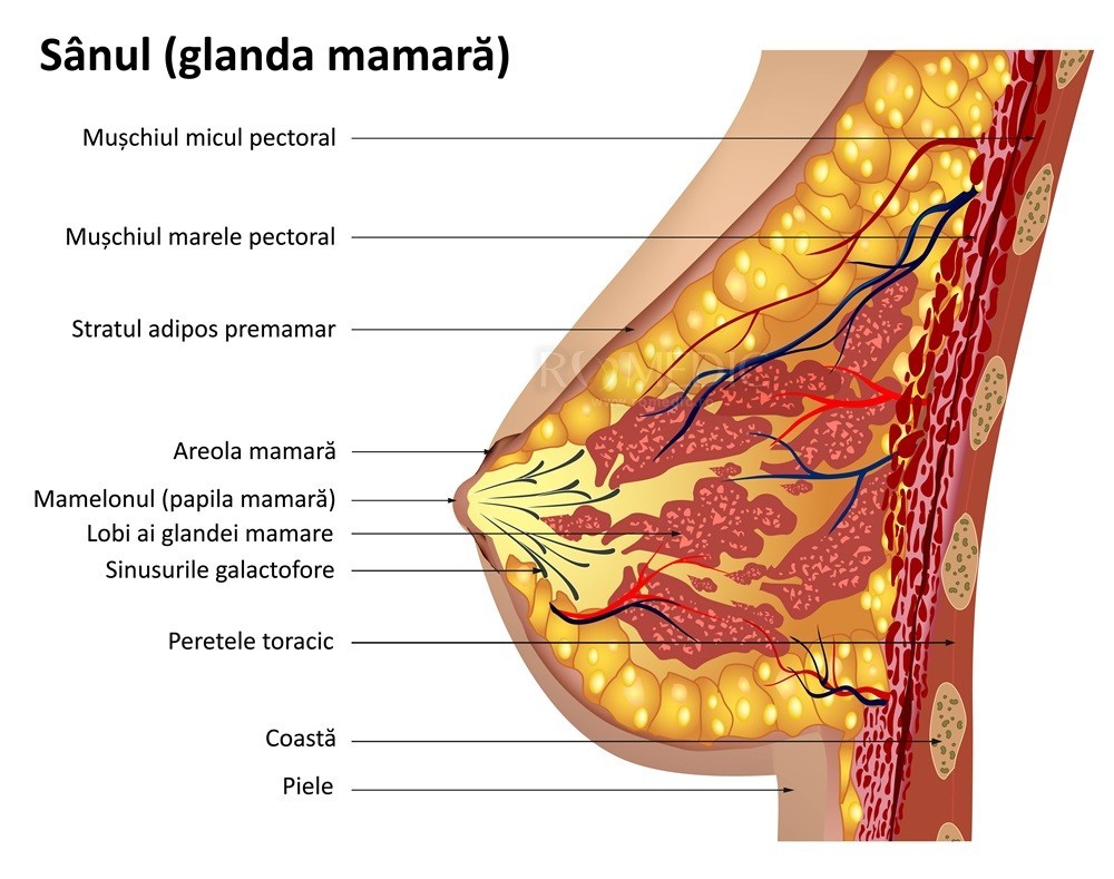 Structura glandei mamare