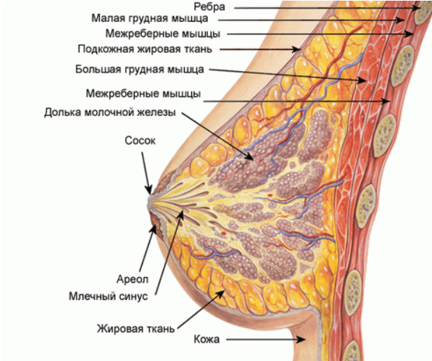 Анатомия и физиология молочной железы