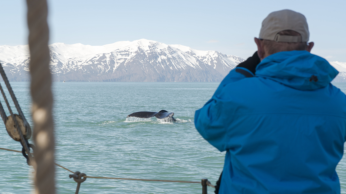 Whale watching in Húsavík