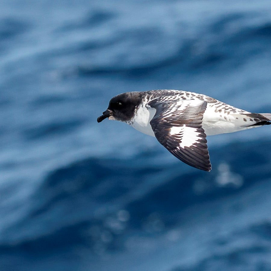 Returning to warmer waters