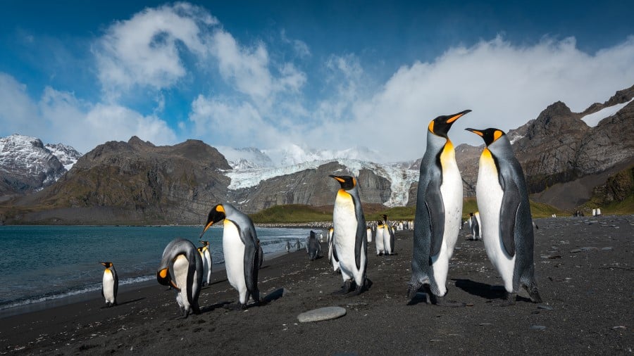 The ‘Serengeti of the Southern Ocean’
