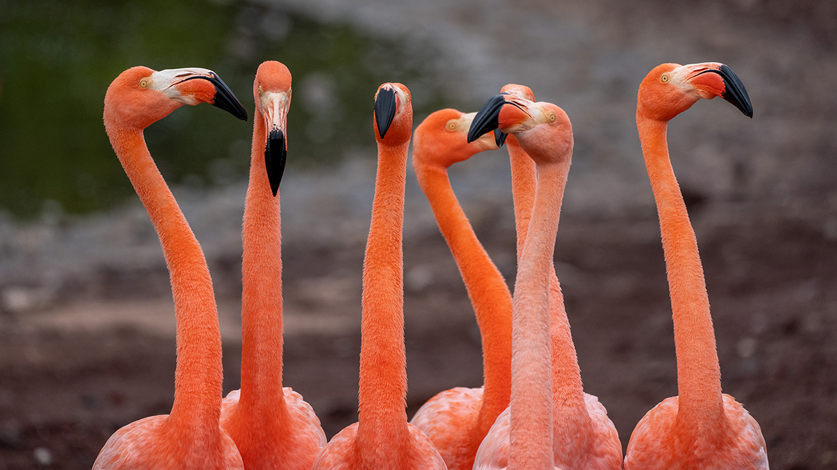 Galápagos Islands Expedition – Nine of the Best Isles (without Quito Pre-Program)