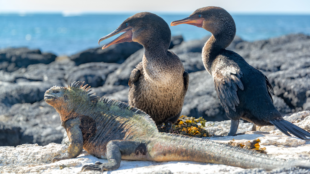 Wildlife-rich Isabela and Fernandina