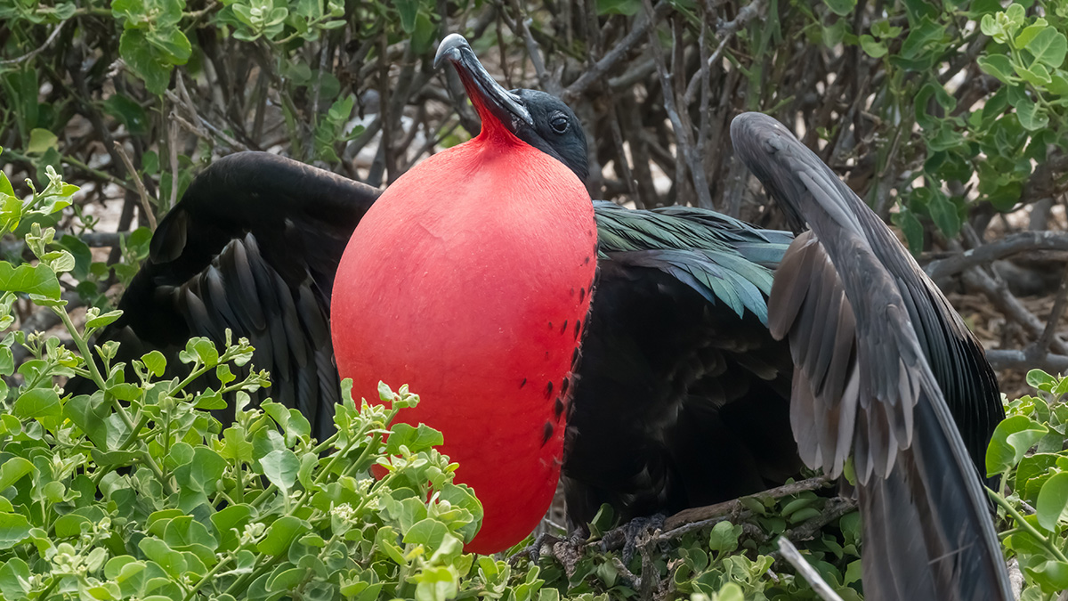 Genovesa, a bird paradise
