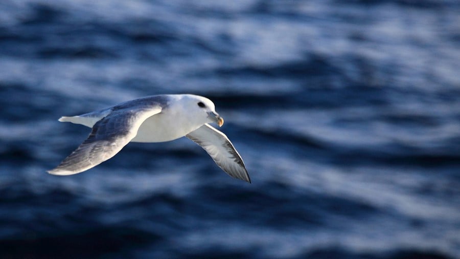 Denmark Strait