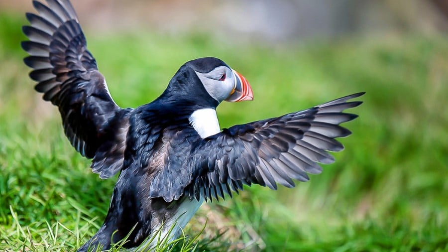 Puffins up close