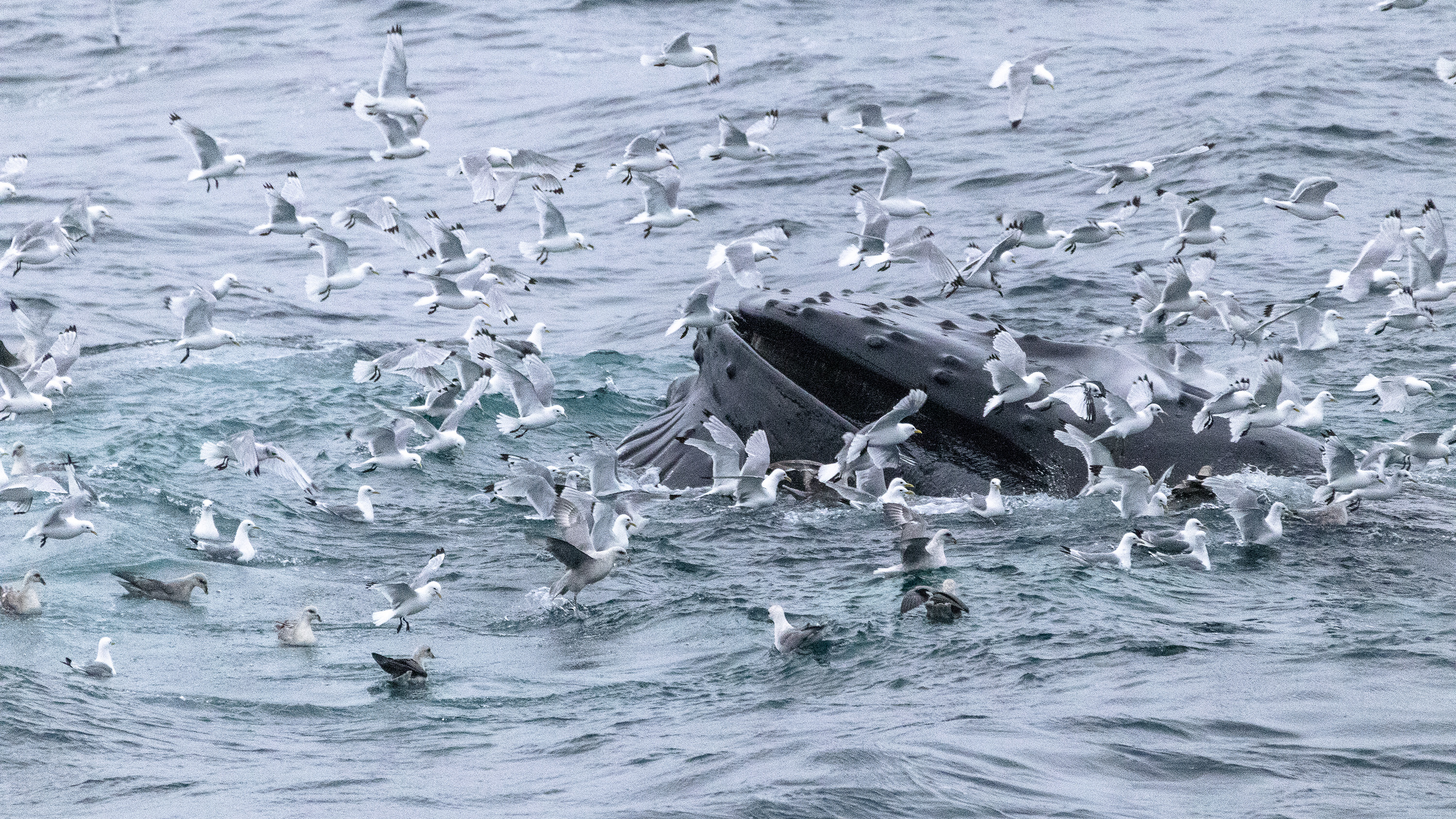 Whale watching in Húsavik