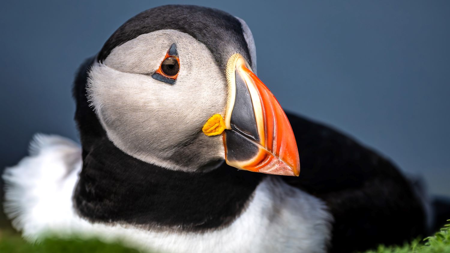 Grímsey Island's puffins