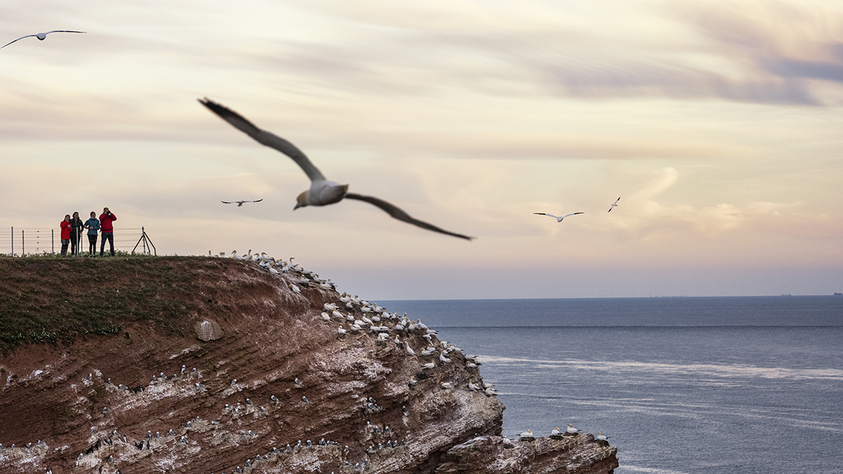 Heligoland