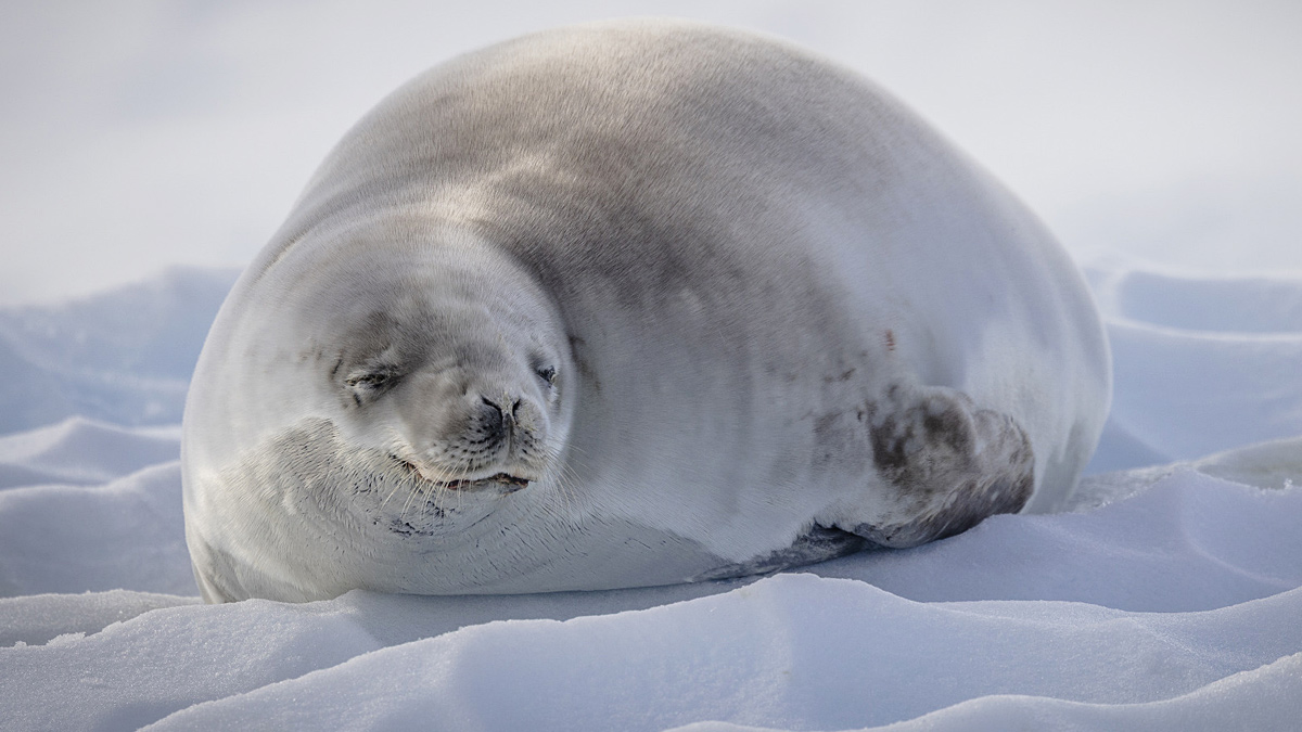 Antarctica: Another world